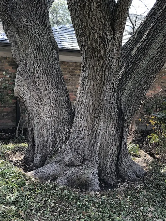 Mature heritage tree close to a Louisville property cared for by certified arborists